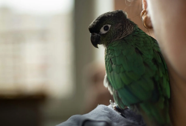 鸚鵡健康檢查 鸚鵡健康檢查