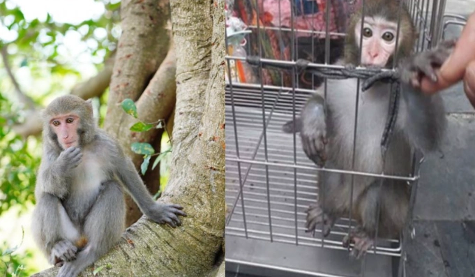 台灣保育動物法規 台灣保育動物法規