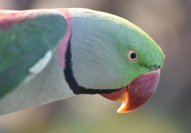 月輪鸚鵡聰明嗎