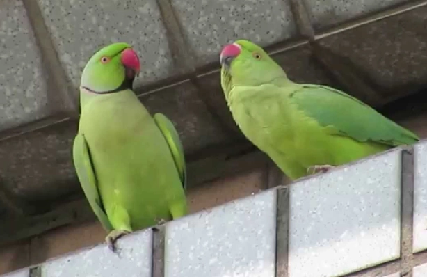 月輪鸚鵡聰明嗎