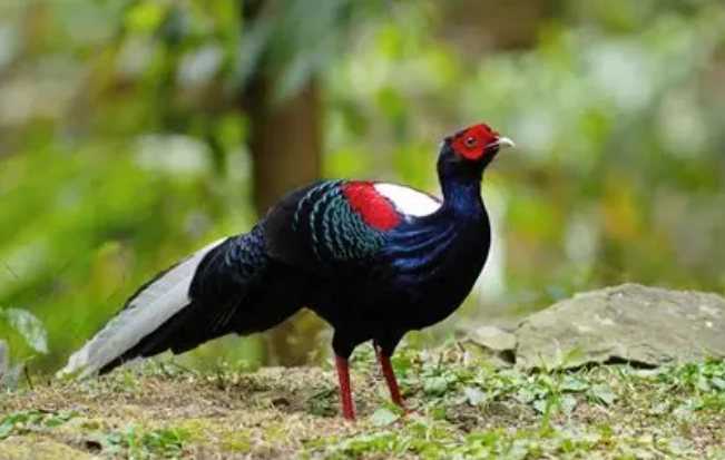 台灣保育類動物