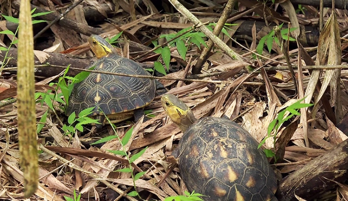 保育類動物名單
