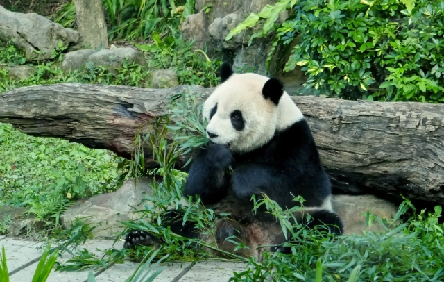 瀕臨絕種野生動物