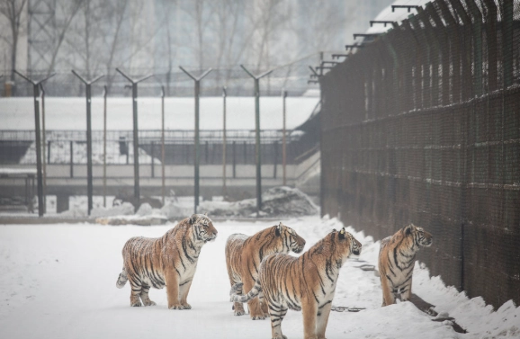 保育類野生動物