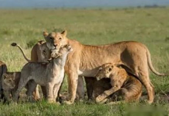 保育類野生動物