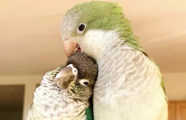 鸚鵡發情徵兆