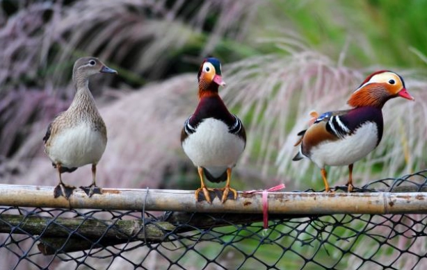 台灣保育類動物