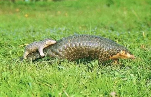 野生動物 飼養 規定