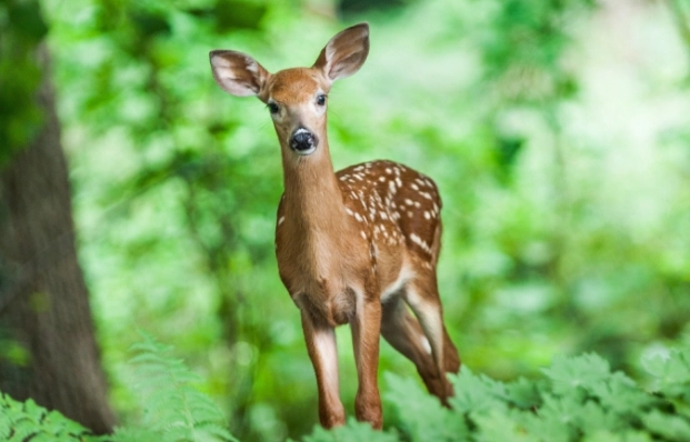 野生動物保護法規
