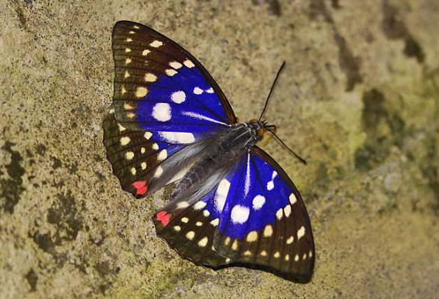 保育類動物名單