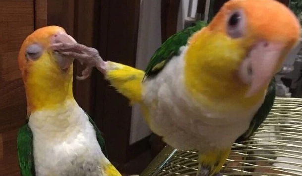 凱克寿命影响因素