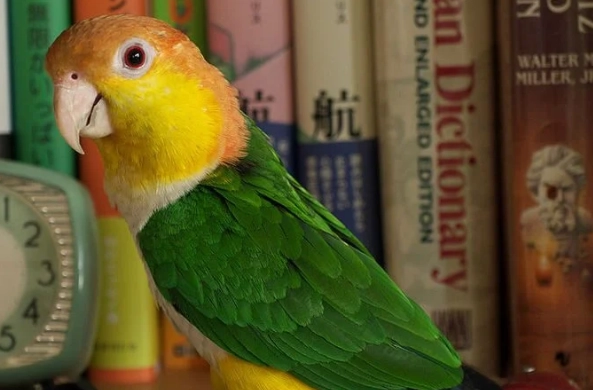 凱克鸚鵡優缺點