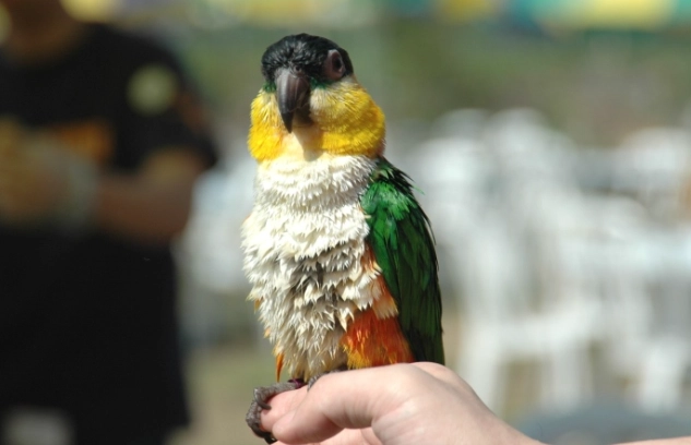 凱克鸚鵡幼鳥價格