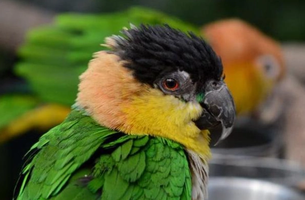 金頭凱克鸚鵡