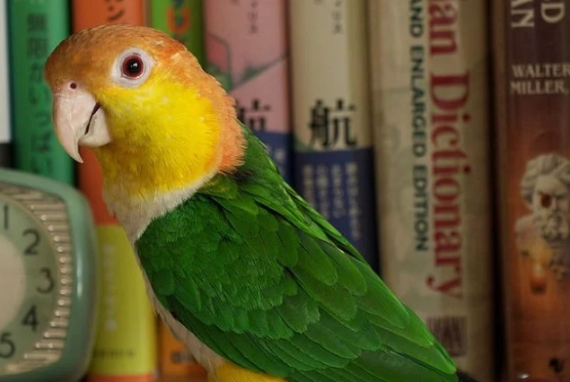 凱克鸚鵡聰明嗎