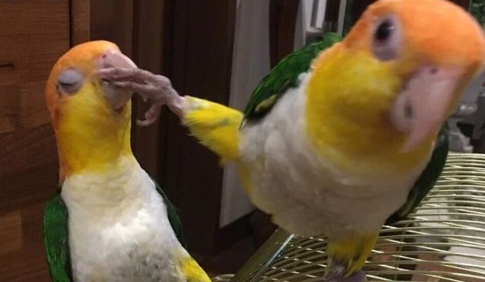 凱克鸚鵡幼鳥照顧