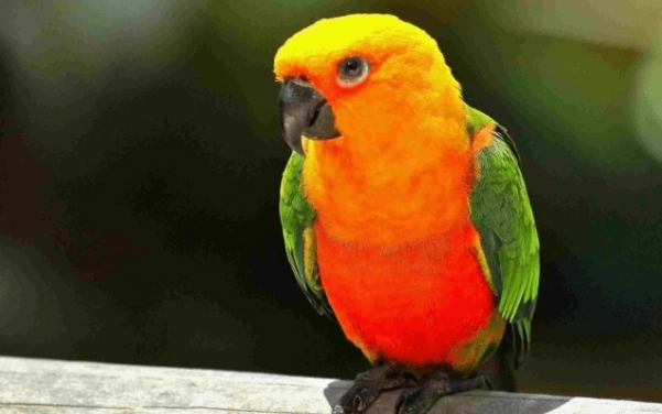 寵物鳥繁殖管理