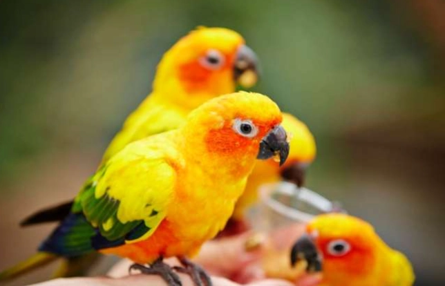 小太陽鸚鵡價格