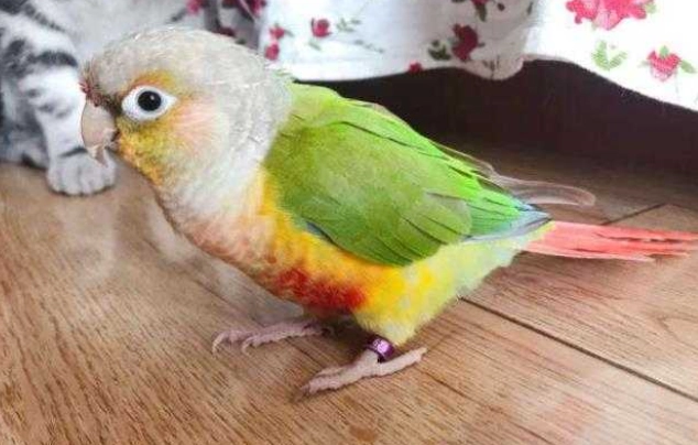 小太陽鸚鵡飼養