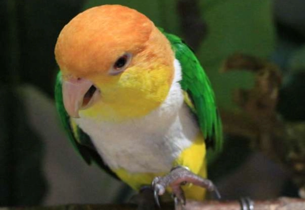 凱克鸚鵡幼鳥價格