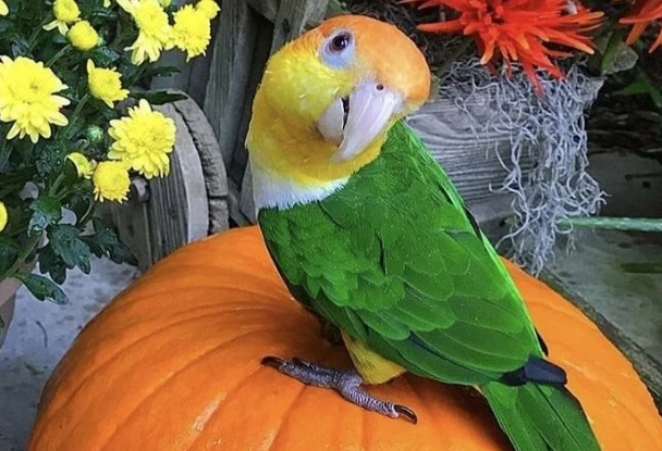 凱克鸚鵡優缺點