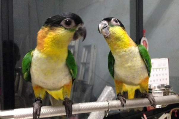 凱克鸚鵡優缺點