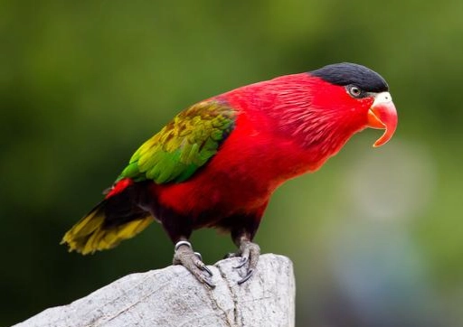 吸蜜鸚鵡不能吃的水果