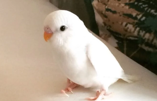 鸚鵡嘴巴一直開合