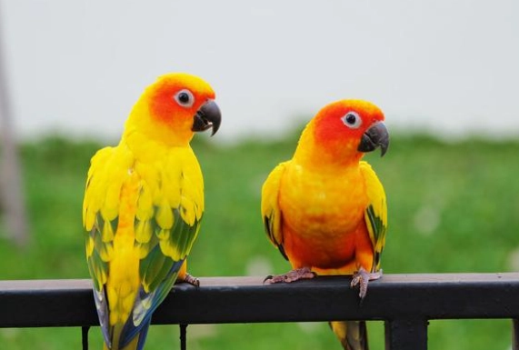 小太陽鸚鵡發情年齡