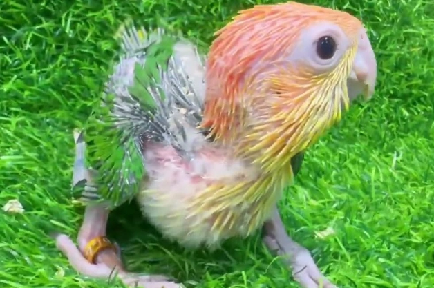 凱克鸚鵡幼鳥