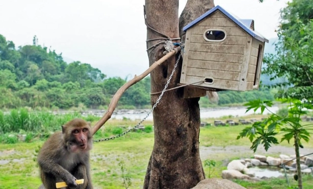 保育類動物可以養嗎