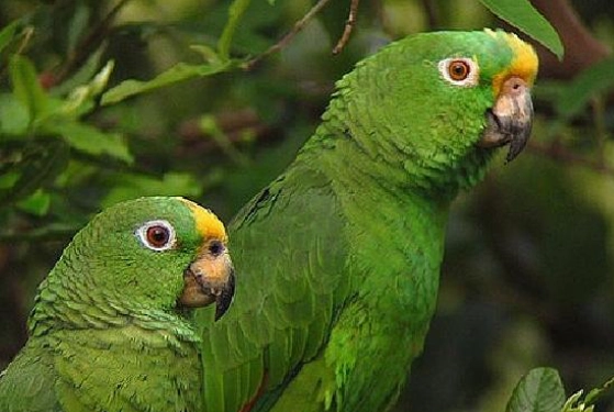 亞馬遜鸚鵡智商