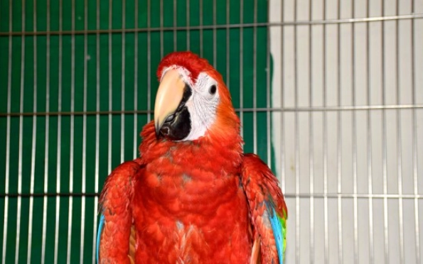 金剛鸚鵡保育類