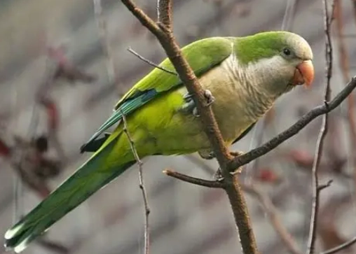 和尚鸚鵡怕冷嗎