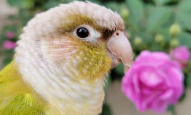 小太陽鸚鵡種類