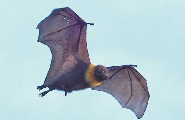 台灣一級保育類動物