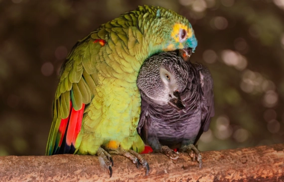 太平洋鸚鵡照顧 太平洋鸚鵡照顧