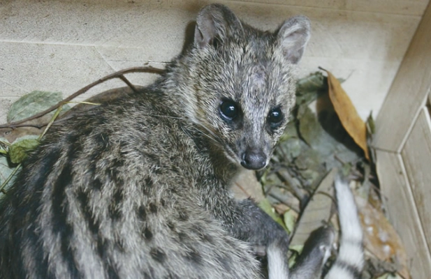 保育類動物分級