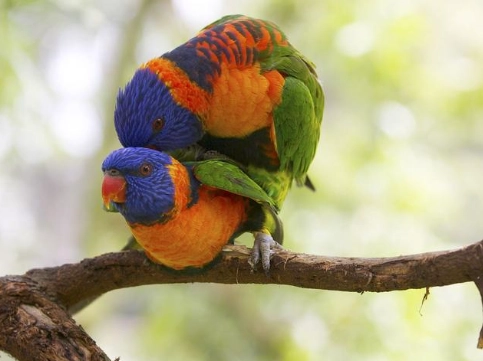 吸蜜鸚鵡怕冷嗎