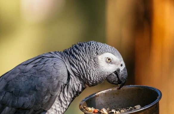灰鸚鵡一天吃幾餐